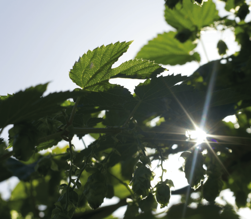 Global Jet Capital Launches CleanFlight Carbon Offset Program