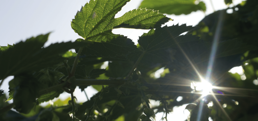 Global Jet Capital Launches CleanFlight Carbon Offset Program